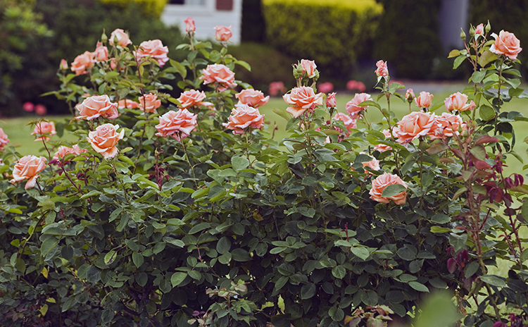 Чайно-гибридные розы в саду