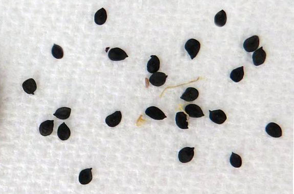 Семена Турецкой гвоздики
