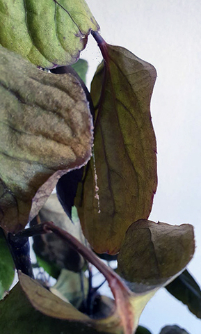 Признаки паутинного клеща на листьях