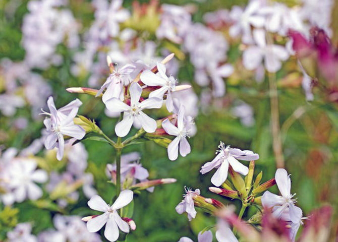 Сапонария с белыми цветками