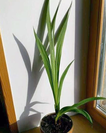 Растение на подоконнике
