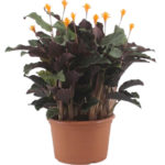 Калатея Кроката — уход за растением в домашних условиях
