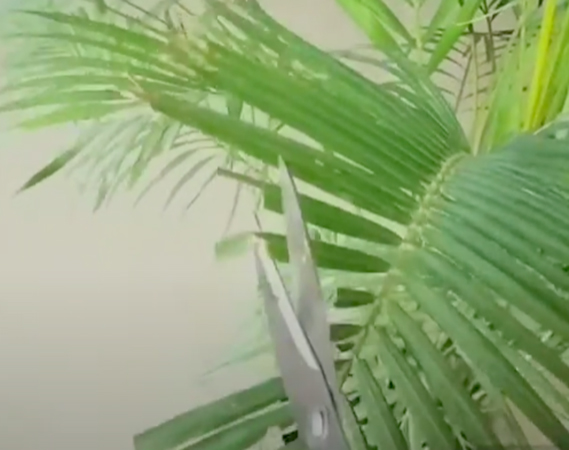 Обрезка листьев пальмы