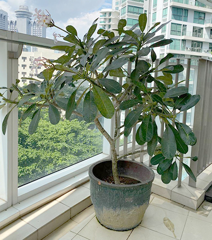 Храмовое дерево на балконе