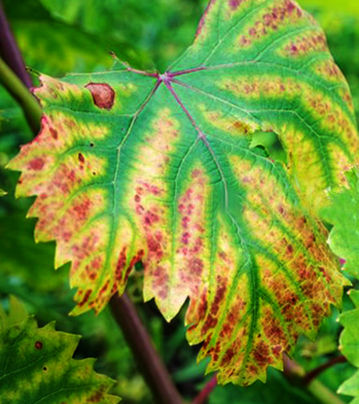 Хлороз на листьях