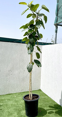 Растение на балконе