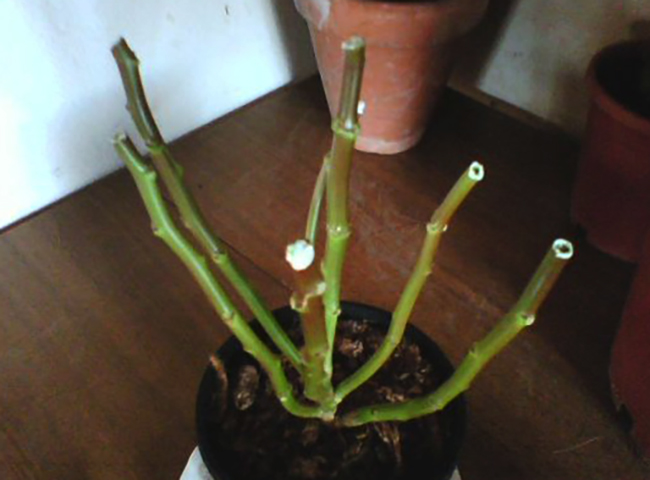 Растение после обрезки