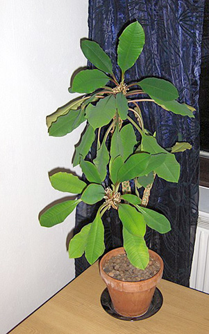 Растение в комнате