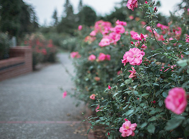 Кустовая роза на садовом участке