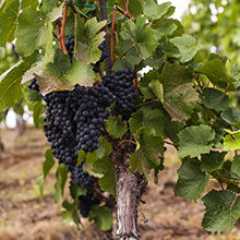 Виноград — как правильно сажать и ухаживать?