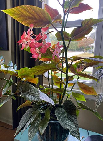 Растение на столе у окна