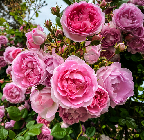 Красивое цветение штамбовой розы