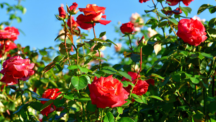 Цветение розы Осирия