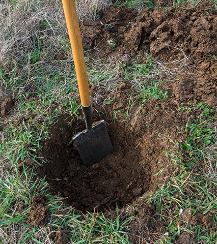 Выкапывание ямы для посадки саженца