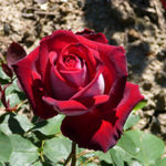 Роза Осирия — посадка и уход за растением