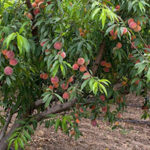 Персик — посадка и уход в открытом грунте
