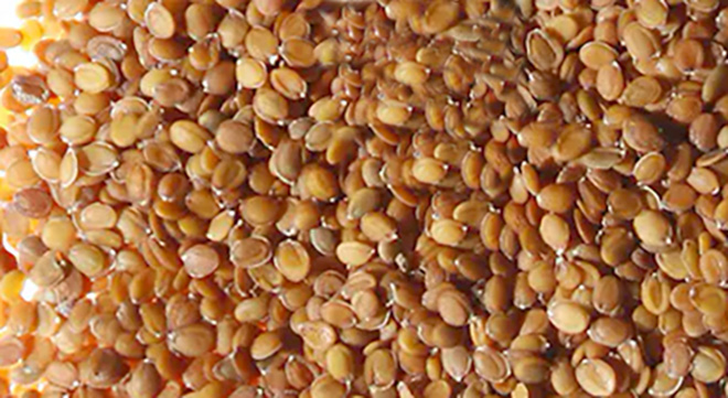 Семена лобулярии