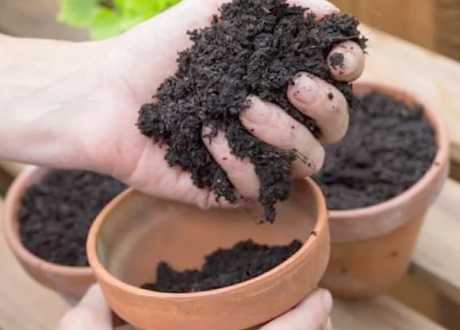 Подходящая почва для тимьяна