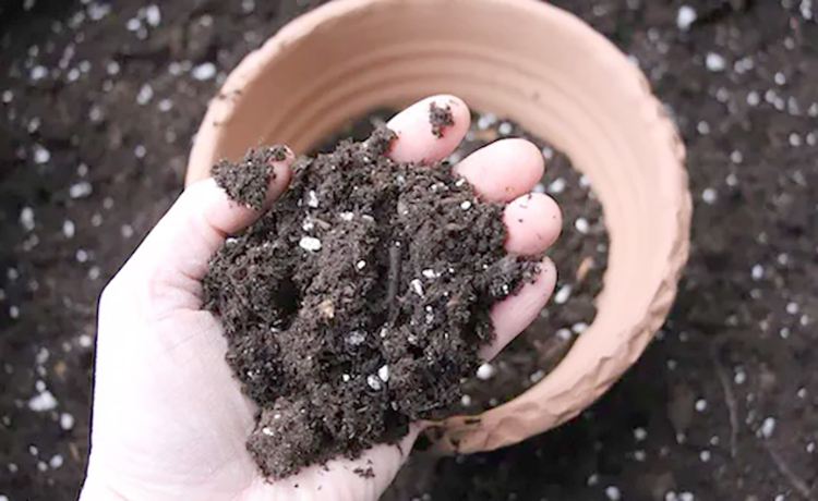 Почва для комнатного растения