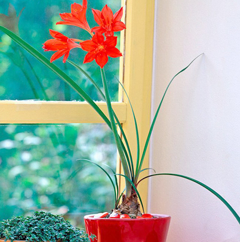 Растение у окна