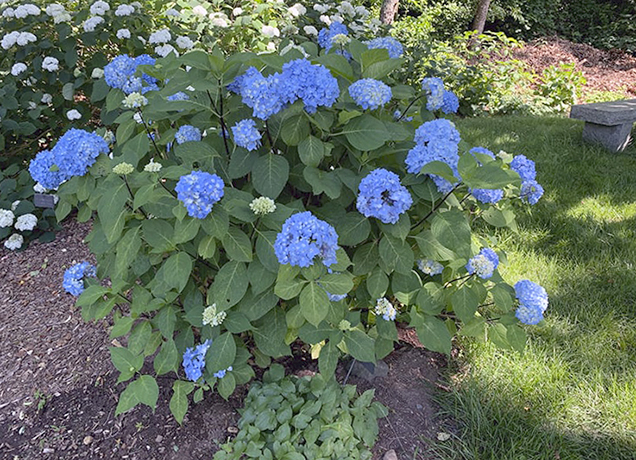 Голубая гортензия в саду