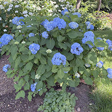 Гортензия голубая – посадка и уход за растением