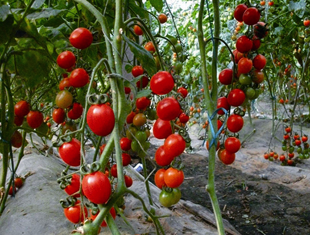 Растущие томаты черри