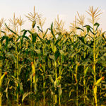 Кукуруза: виды, посадка, выращивание и уход в открытом грунте