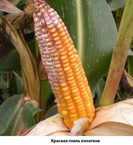 Болезни кукурузы 3