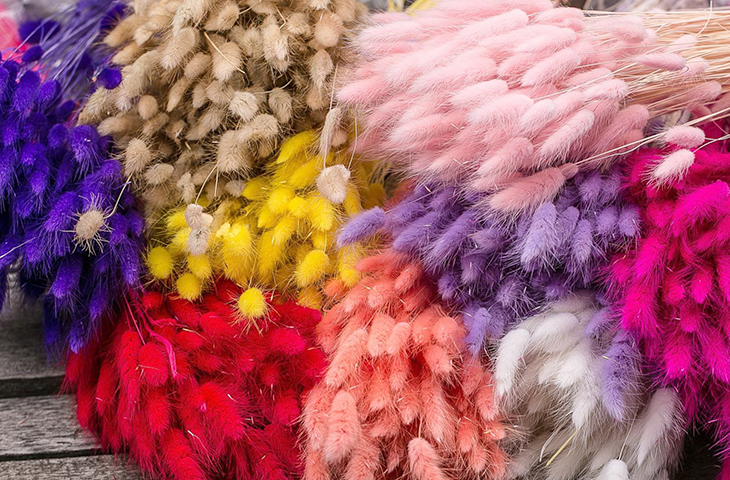 Разноцветные пучки зайцехвоста