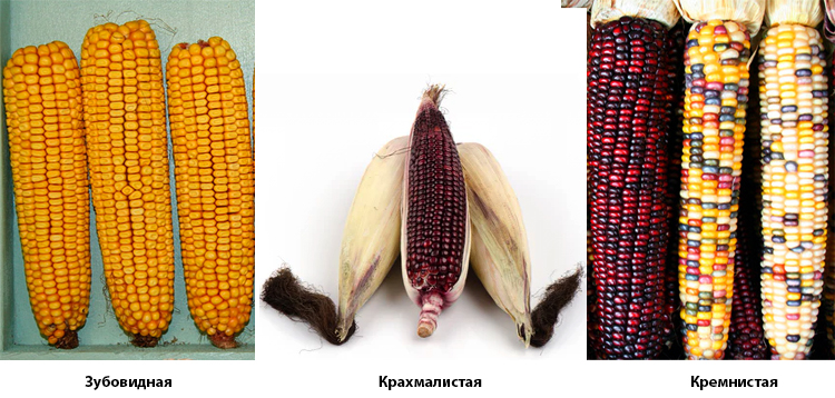Виды кукурузы 1