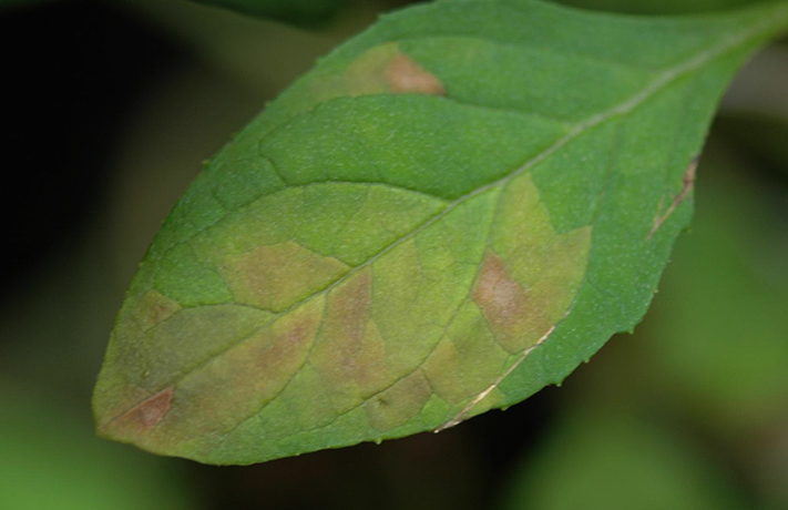 Пятна на листьях — признаки грибкового заболевания