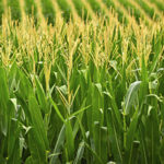 Как ухаживать за посевами зерновых культур