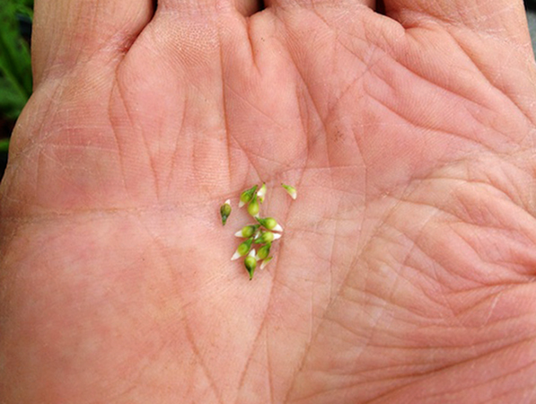 Семена печеночницы