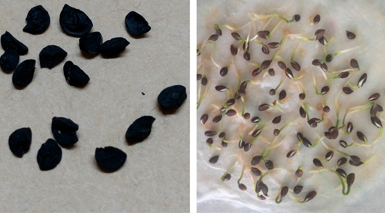 Семена шалота до и после прорастания