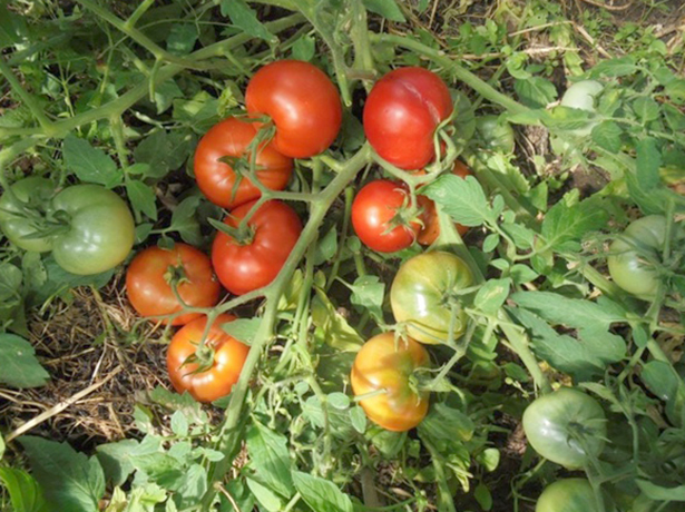 Растущий томат Монгольский карлик