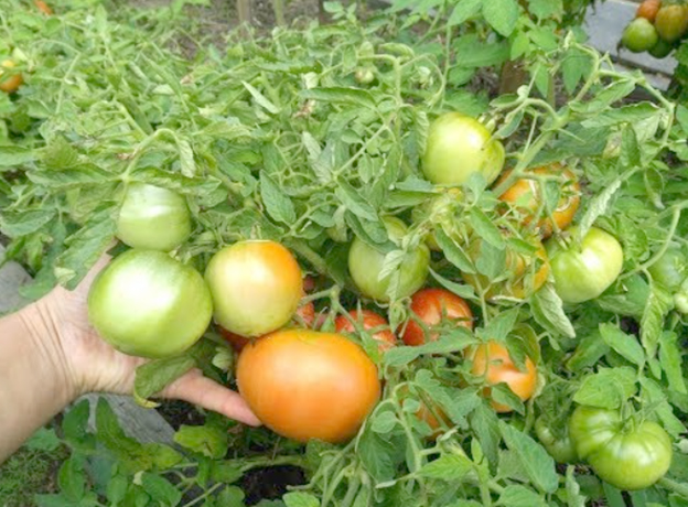 Выращивание томатов Монгольский карлик