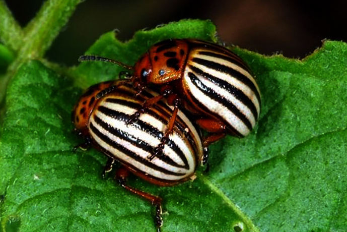 Колорадский жук на листьях томата